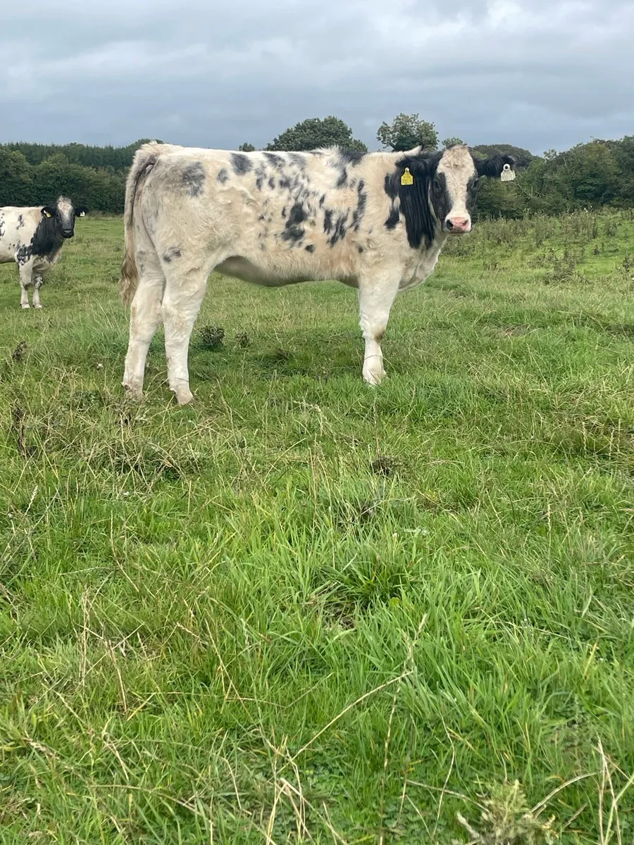 blue heifer - Image 4