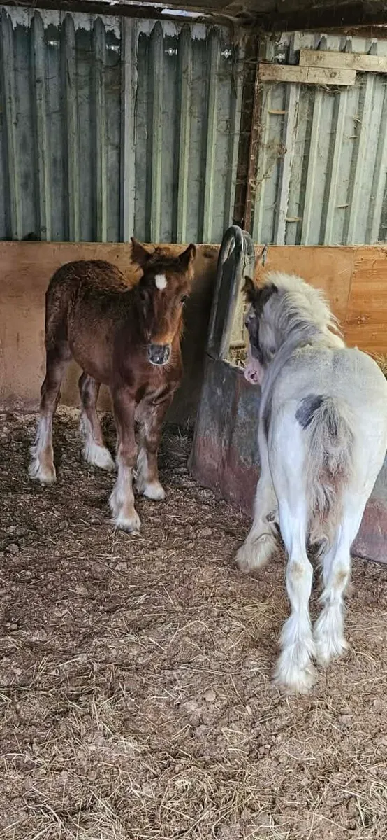 5 colt foals 1 filly - Image 4