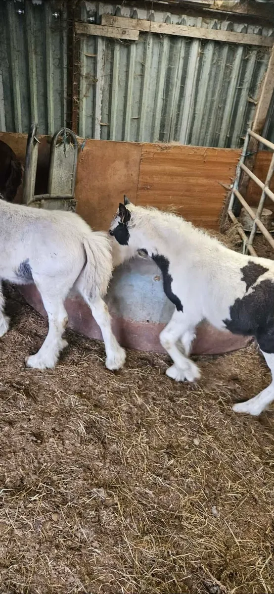 5 colt foals 1 filly - Image 3
