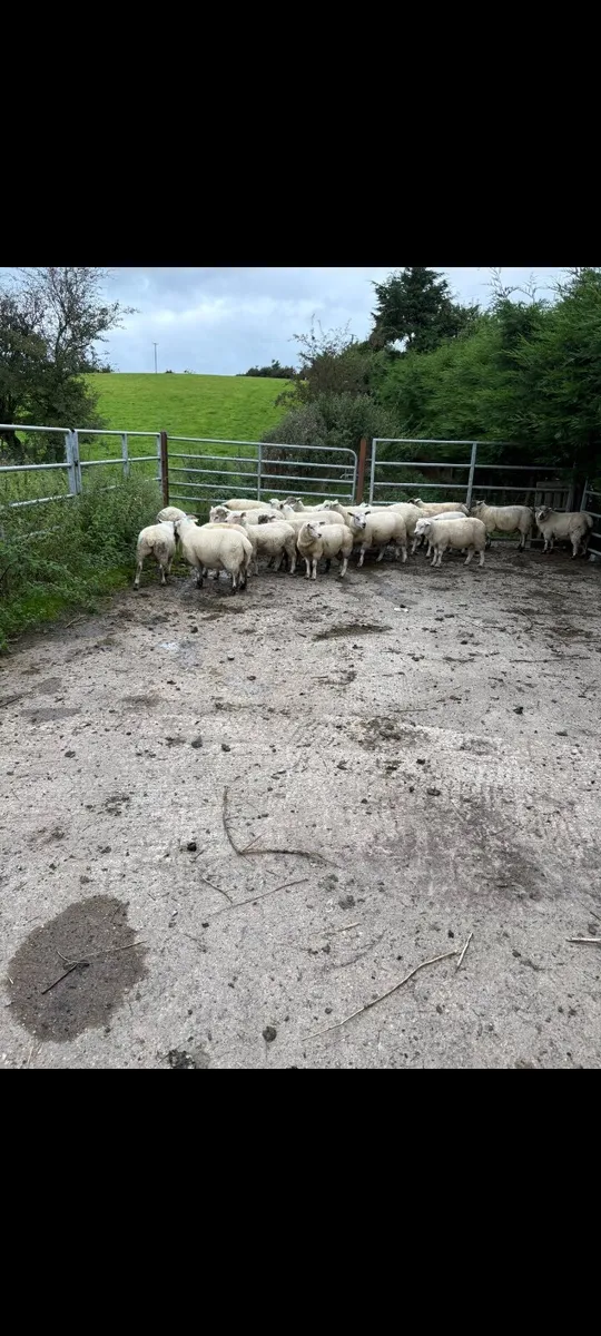 25 Store ram lambs - Image 1