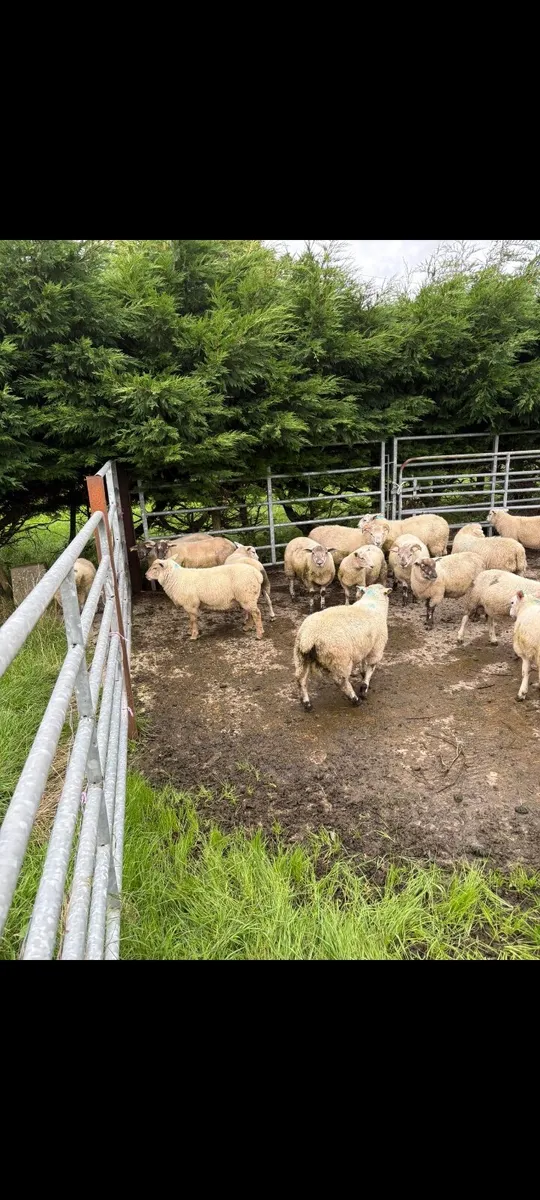 25 Store ram lambs - Image 2