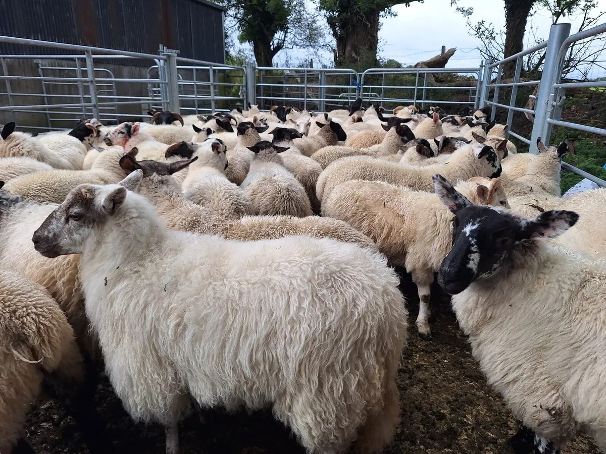 100 lambs - Image 1