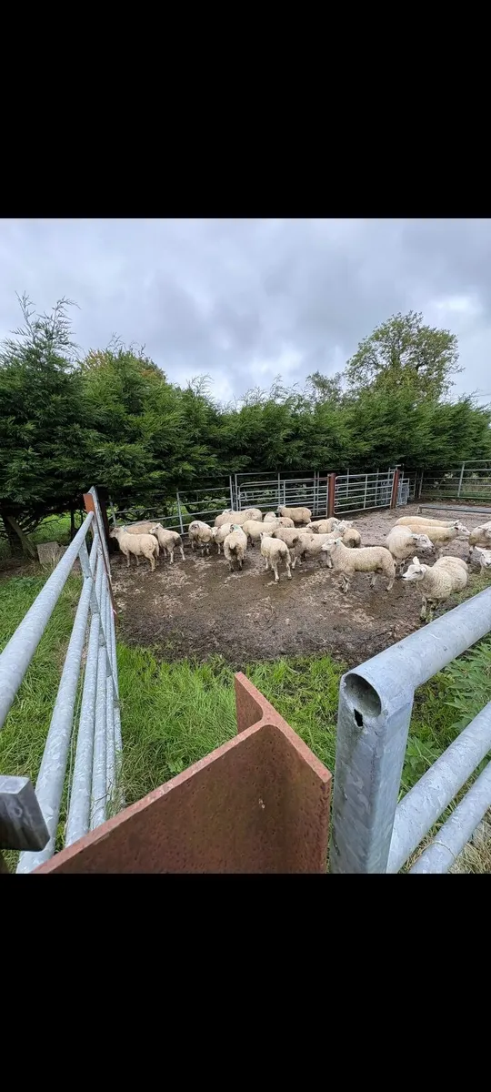 25 Store ram lambs - Image 3