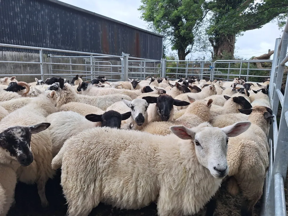 100 lambs - Image 2