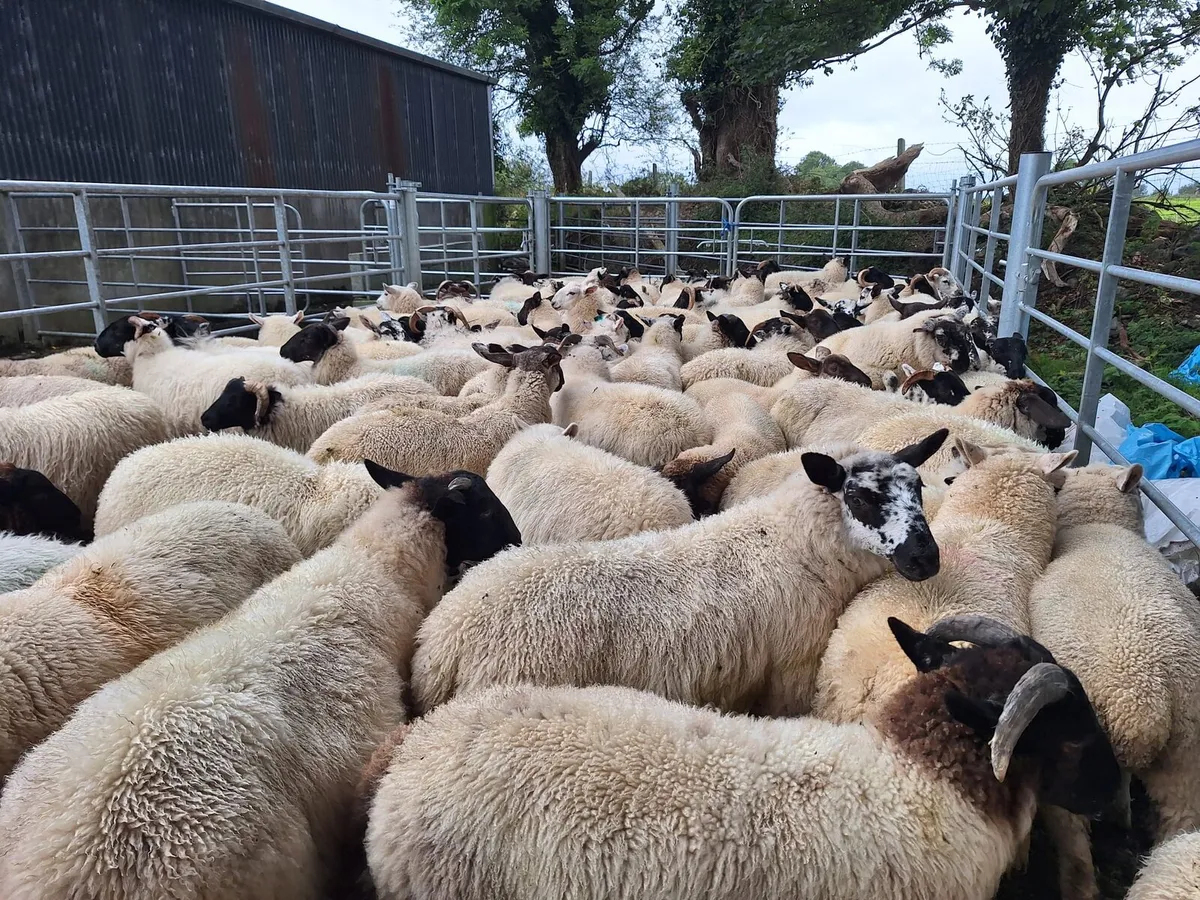 100 lambs - Image 3