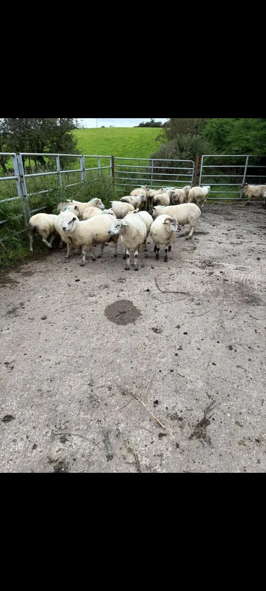 25 Store ram lambs - Image 4