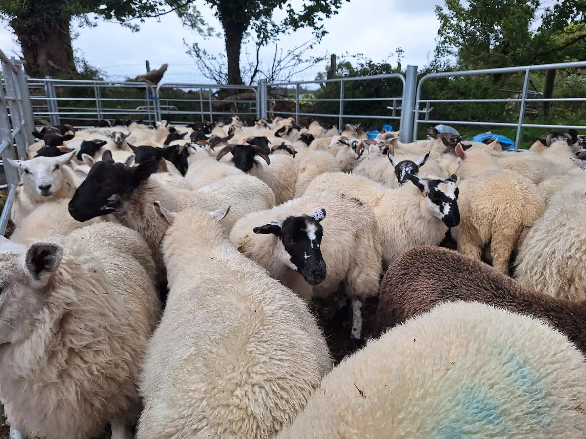 100 lambs - Image 4