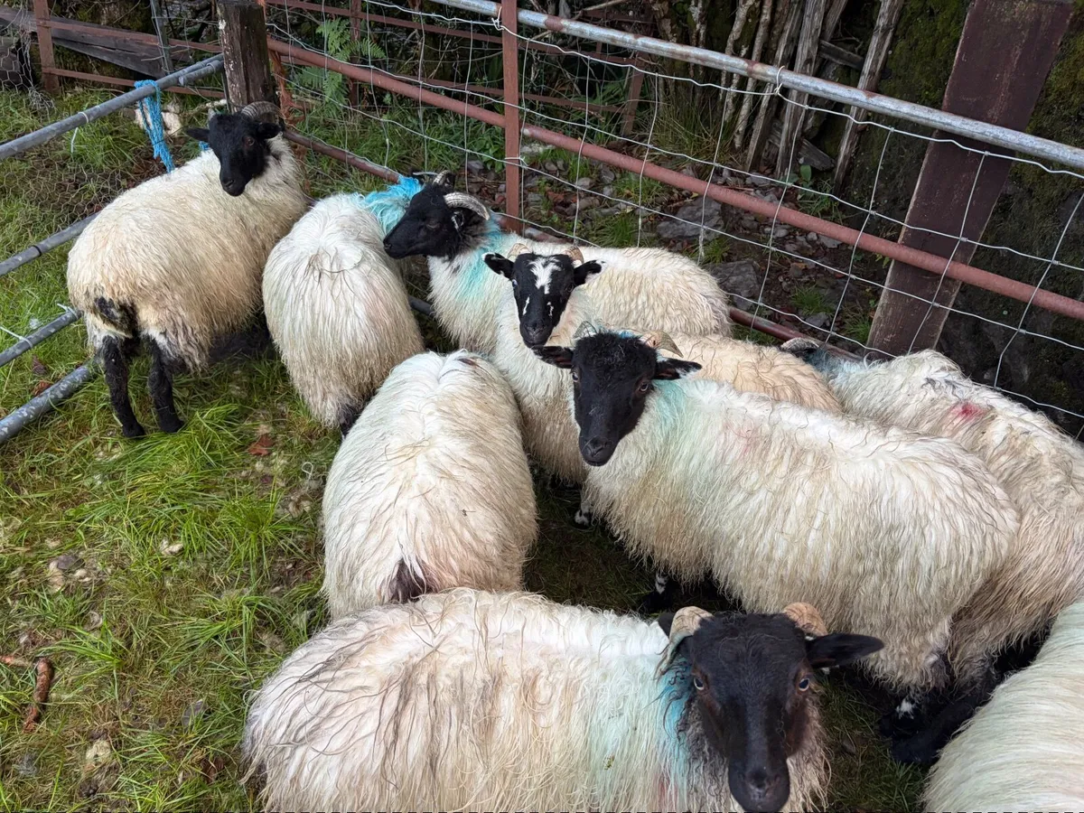 Sheep - Image 2