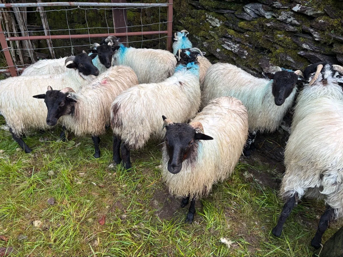 Sheep - Image 3