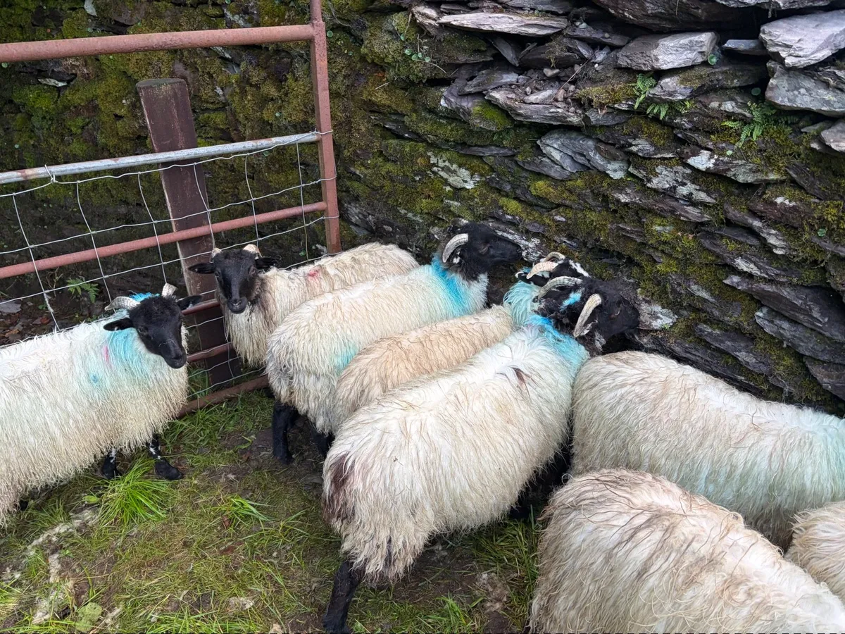 Sheep - Image 4