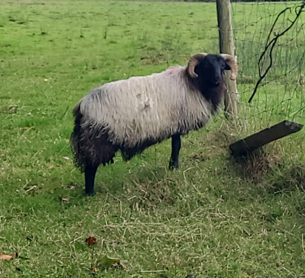 Mayo Blackface Rams Hogget and Lamb - Image 2