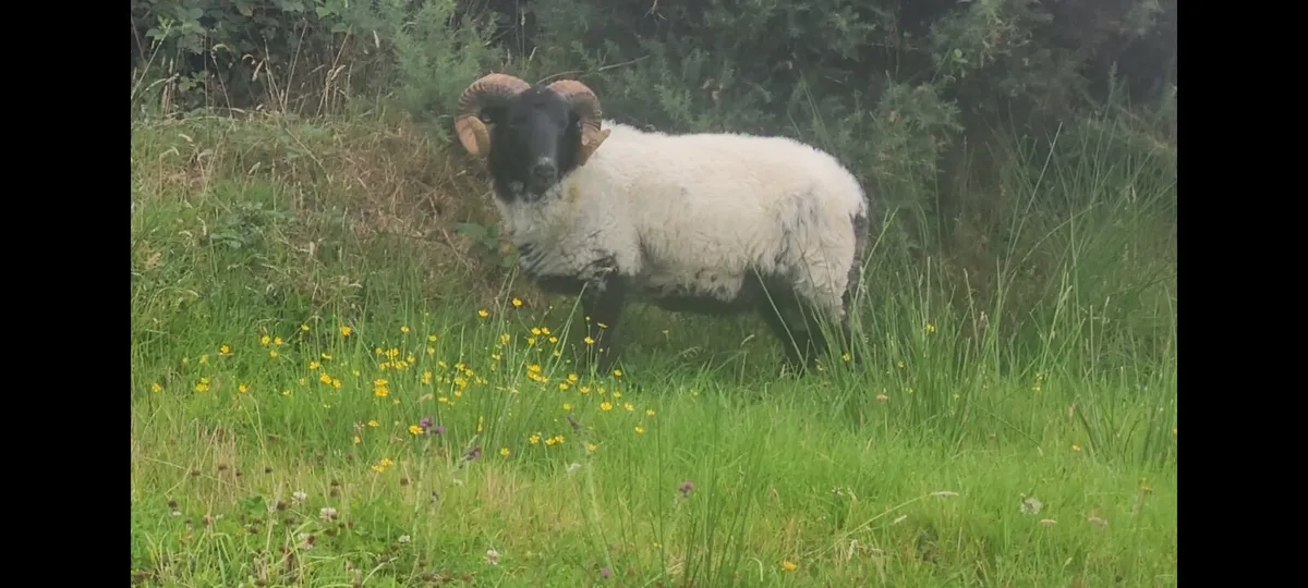 Mayo Blackface Rams Hogget and Lamb - Image 3