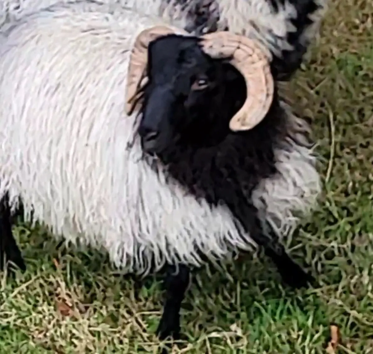Mayo Blackface Rams Hogget and Lamb - Image 1
