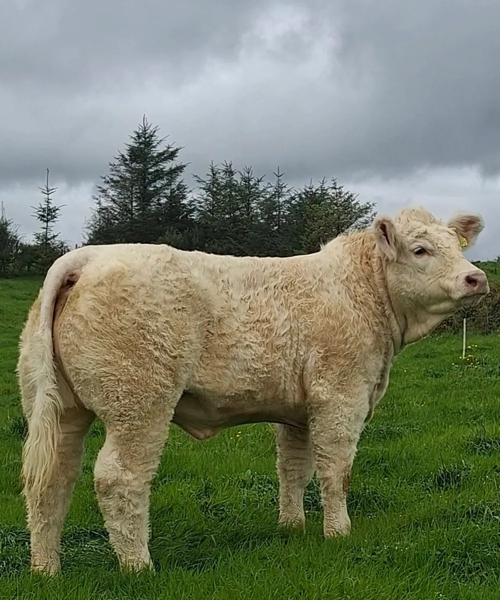 National Charolais Calf show sale 19th September - Image 1