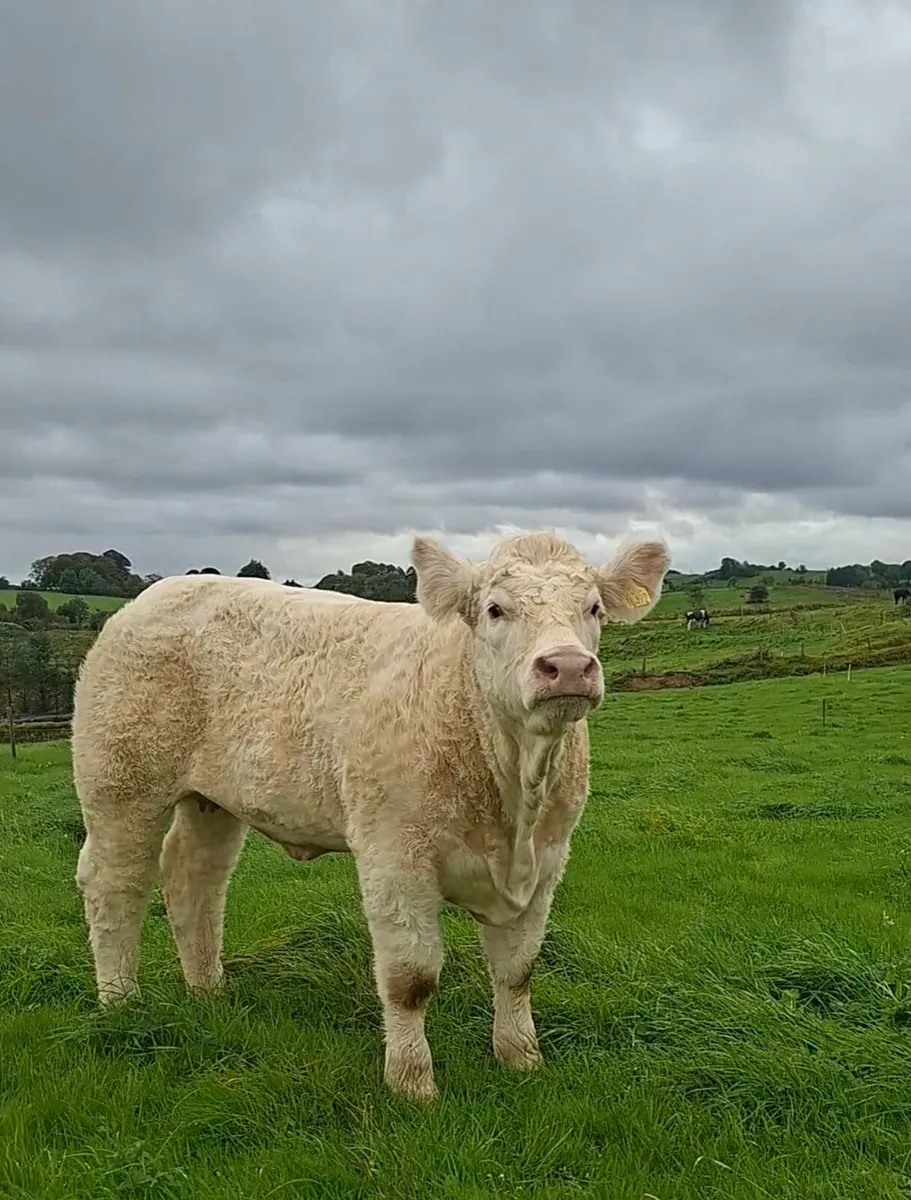 National Charolais Calf show sale 19th September - Image 2
