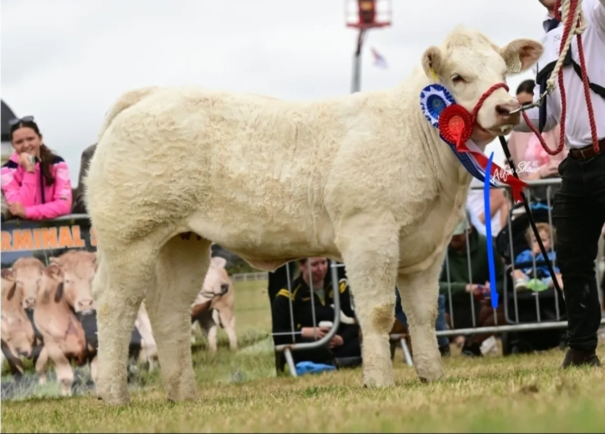 National Charolais Calf show sale 19th September - Image 3