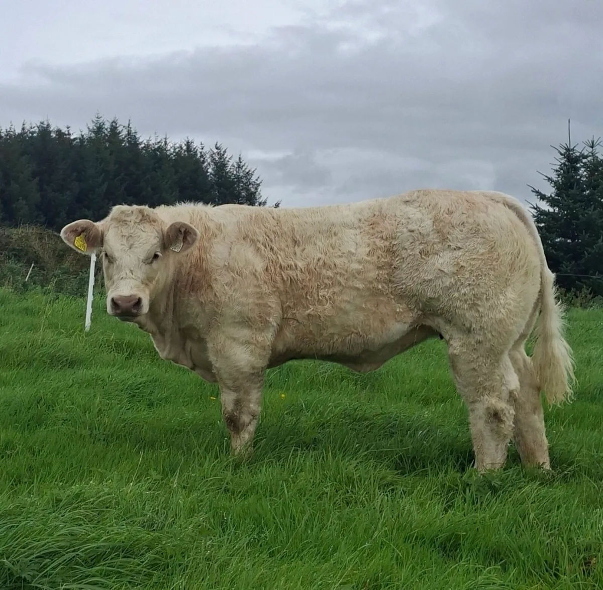 National Charolais Calf show sale 19th September - Image 4
