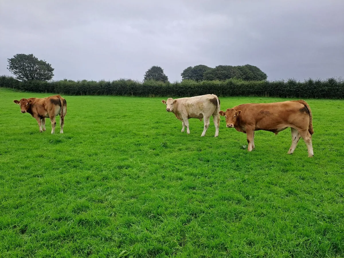 Store Bullocks - Image 1