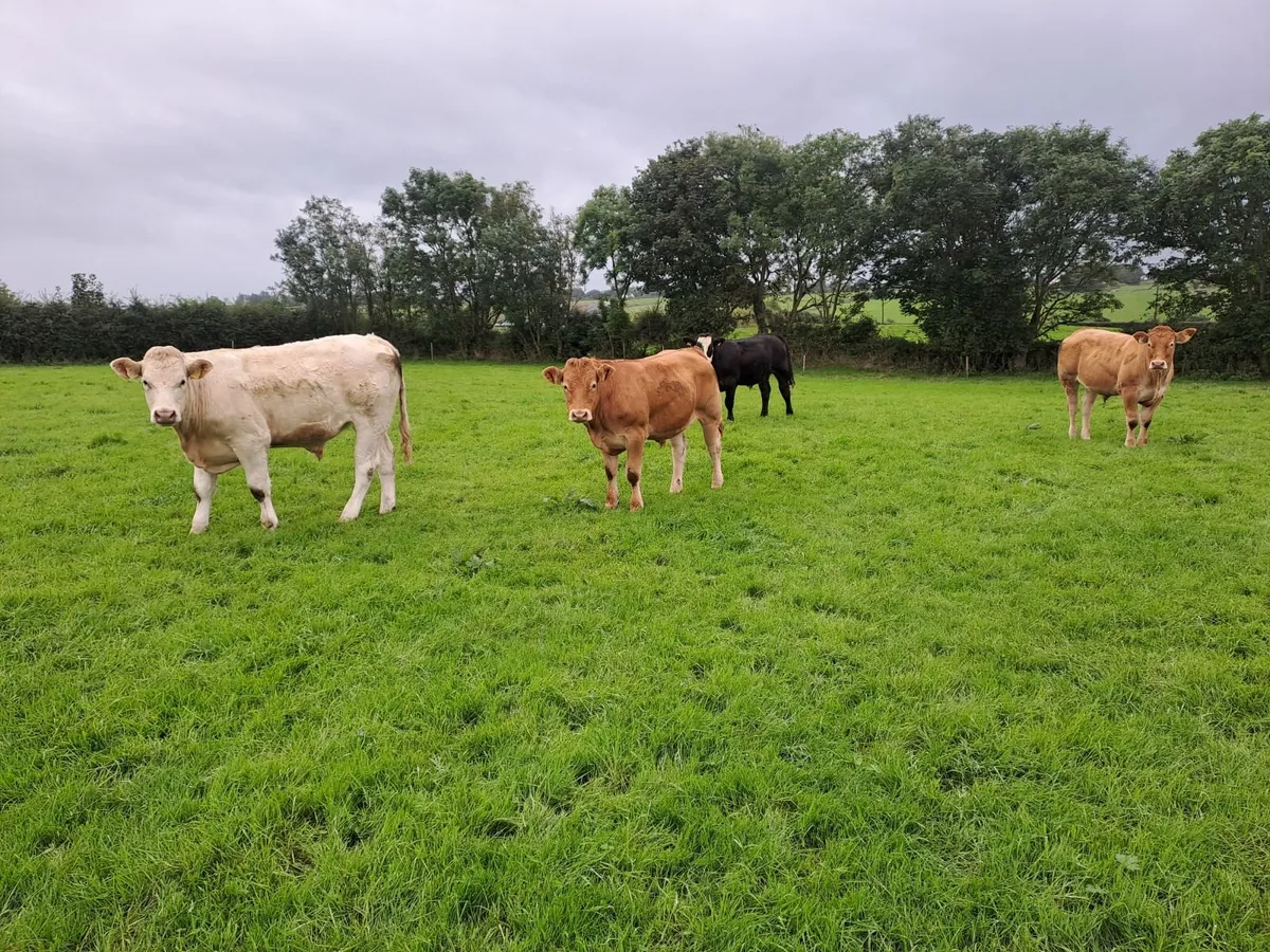Store Bullocks - Image 4