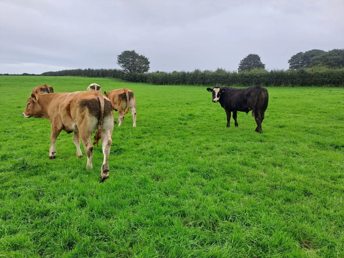 Store Bullocks - Image 2