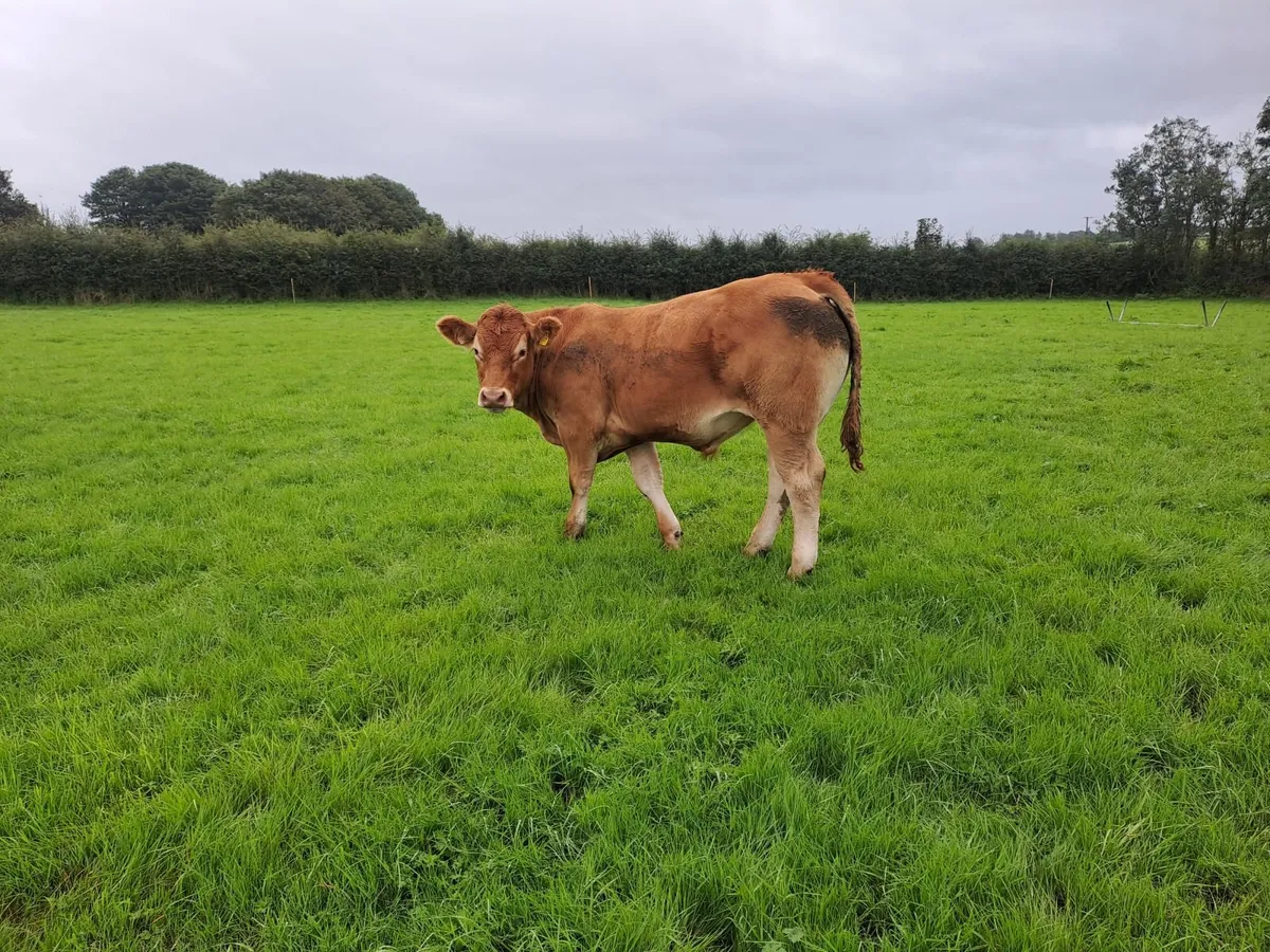 Store Bullocks - Image 3