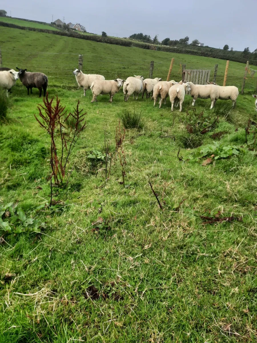 Blue Domain x Lleyn Ewe Lambs - Image 2