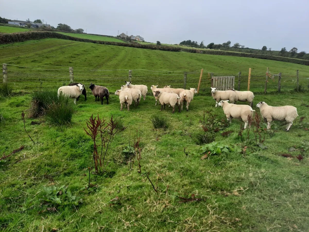 Blue Domain x Lleyn Ewe Lambs - Image 1