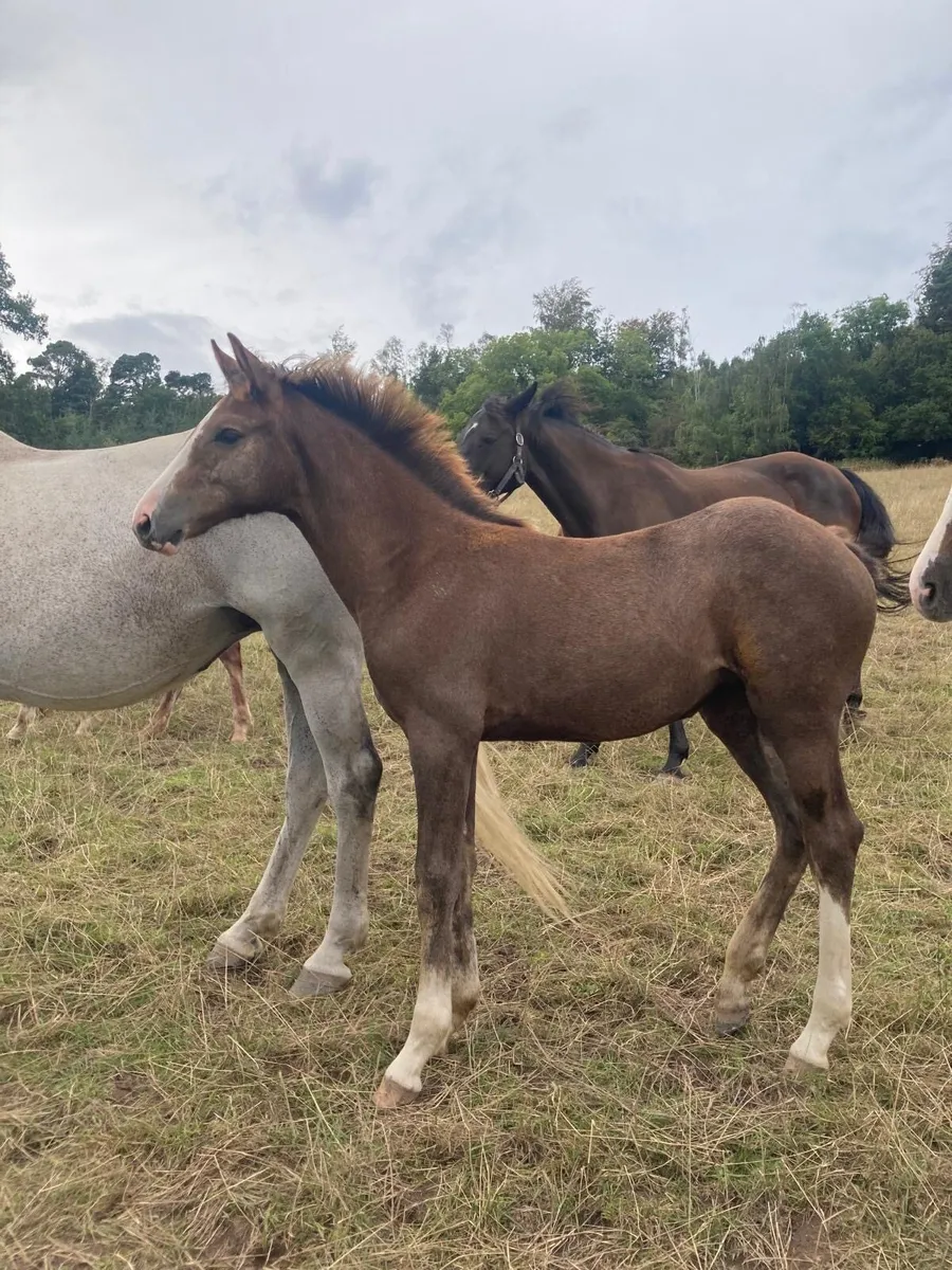 Luidam filly foal - Image 1