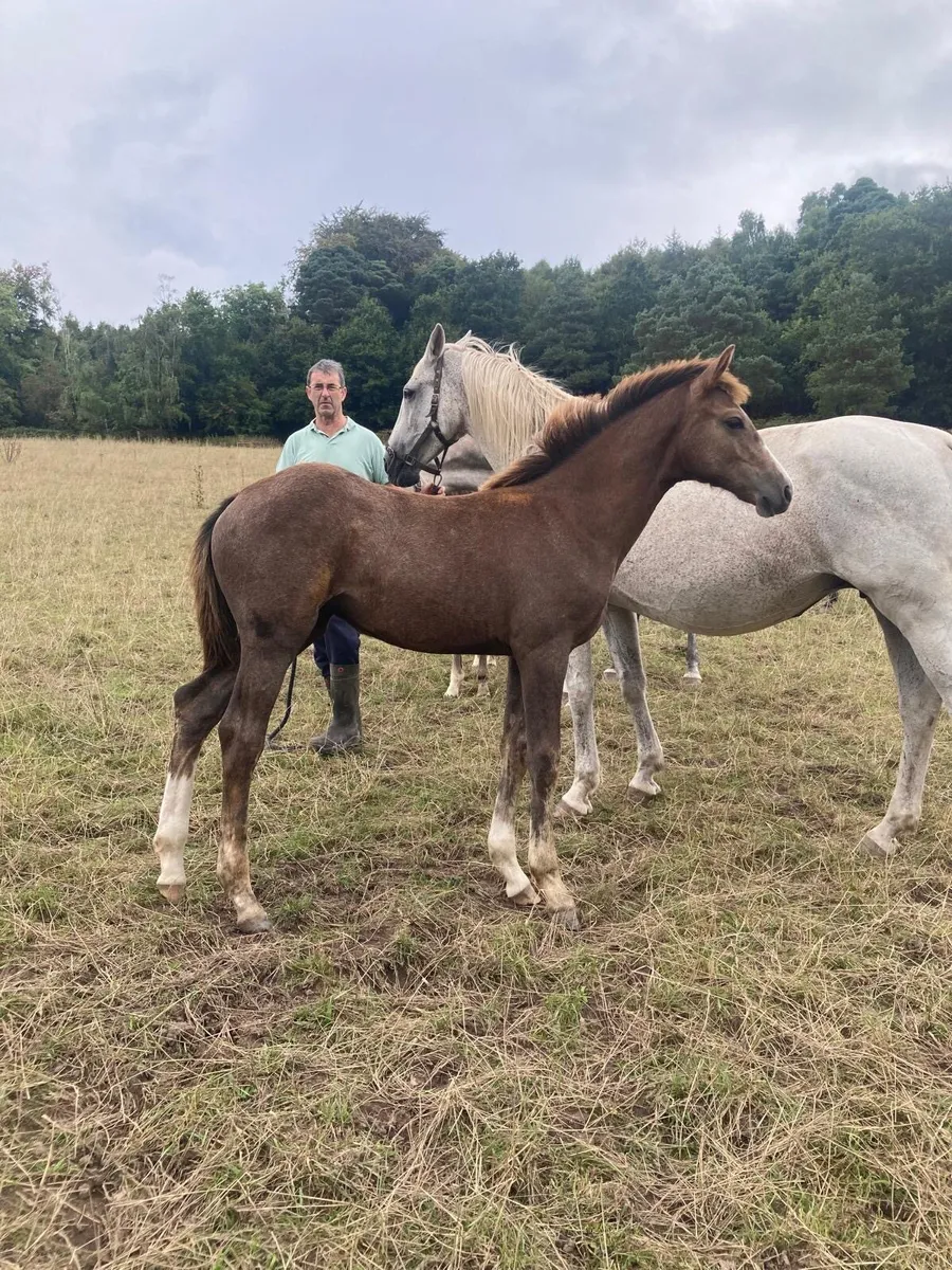 Luidam filly foal - Image 2