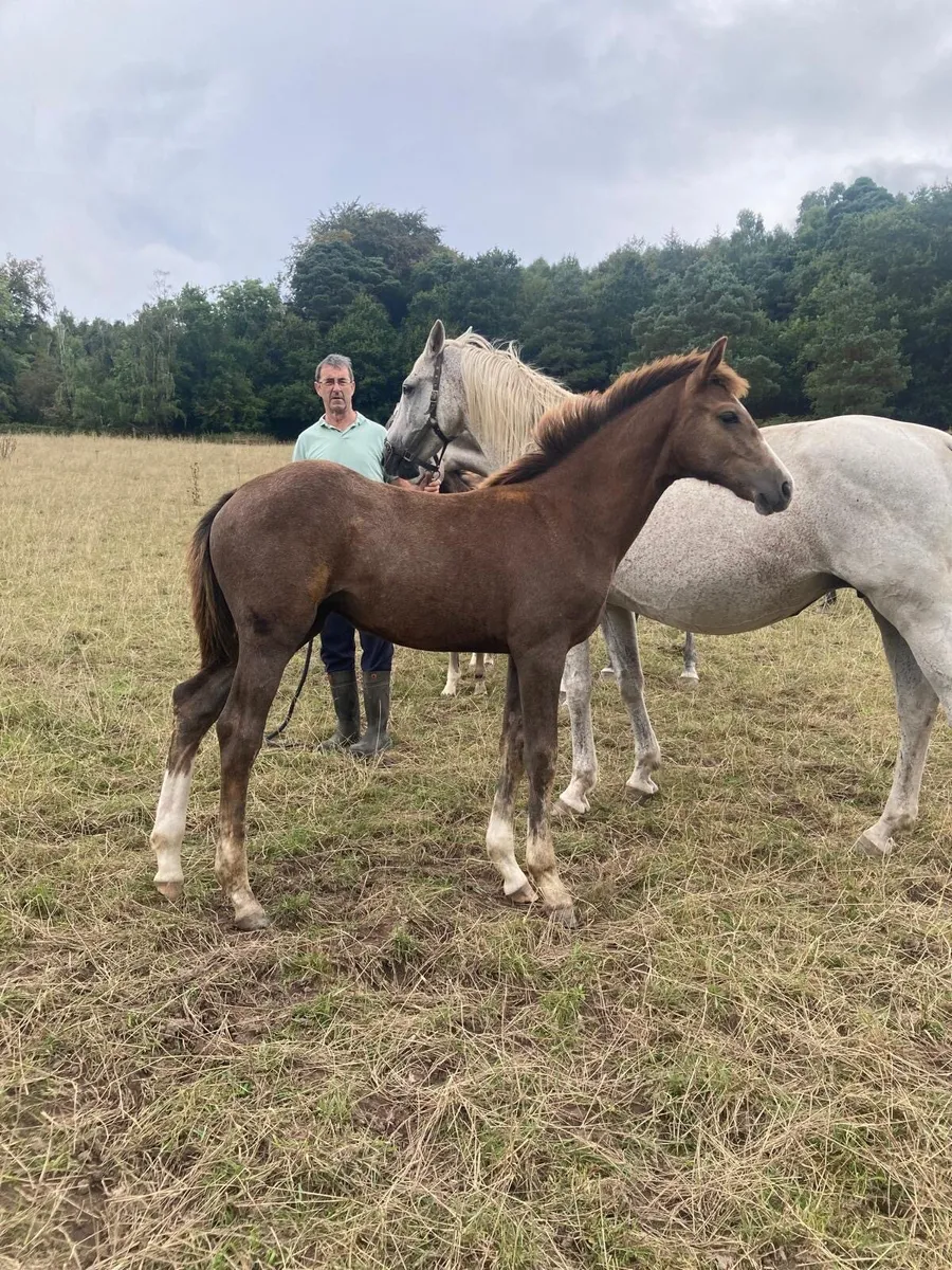Luidam filly foal - Image 3