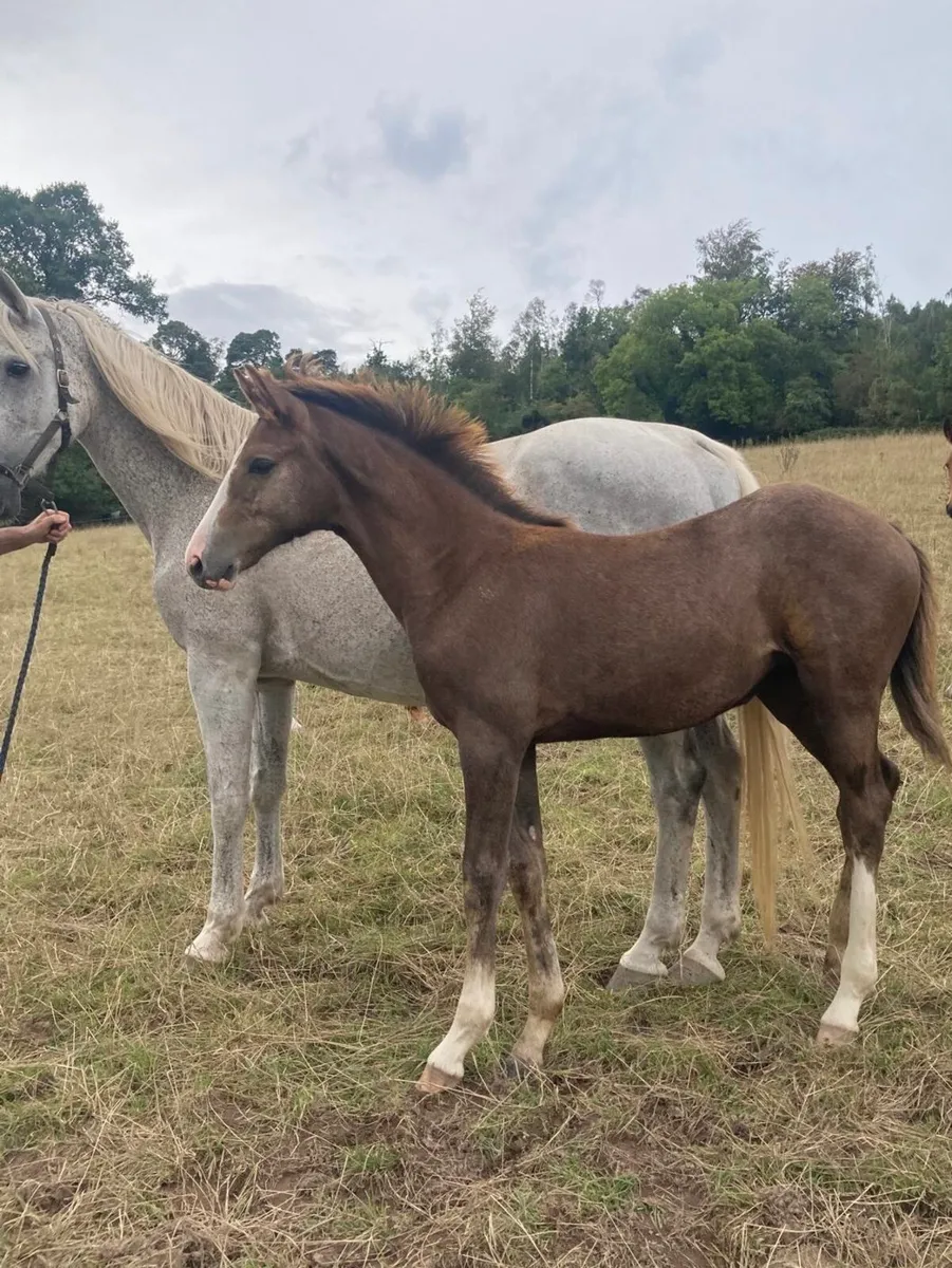 Luidam filly foal - Image 4