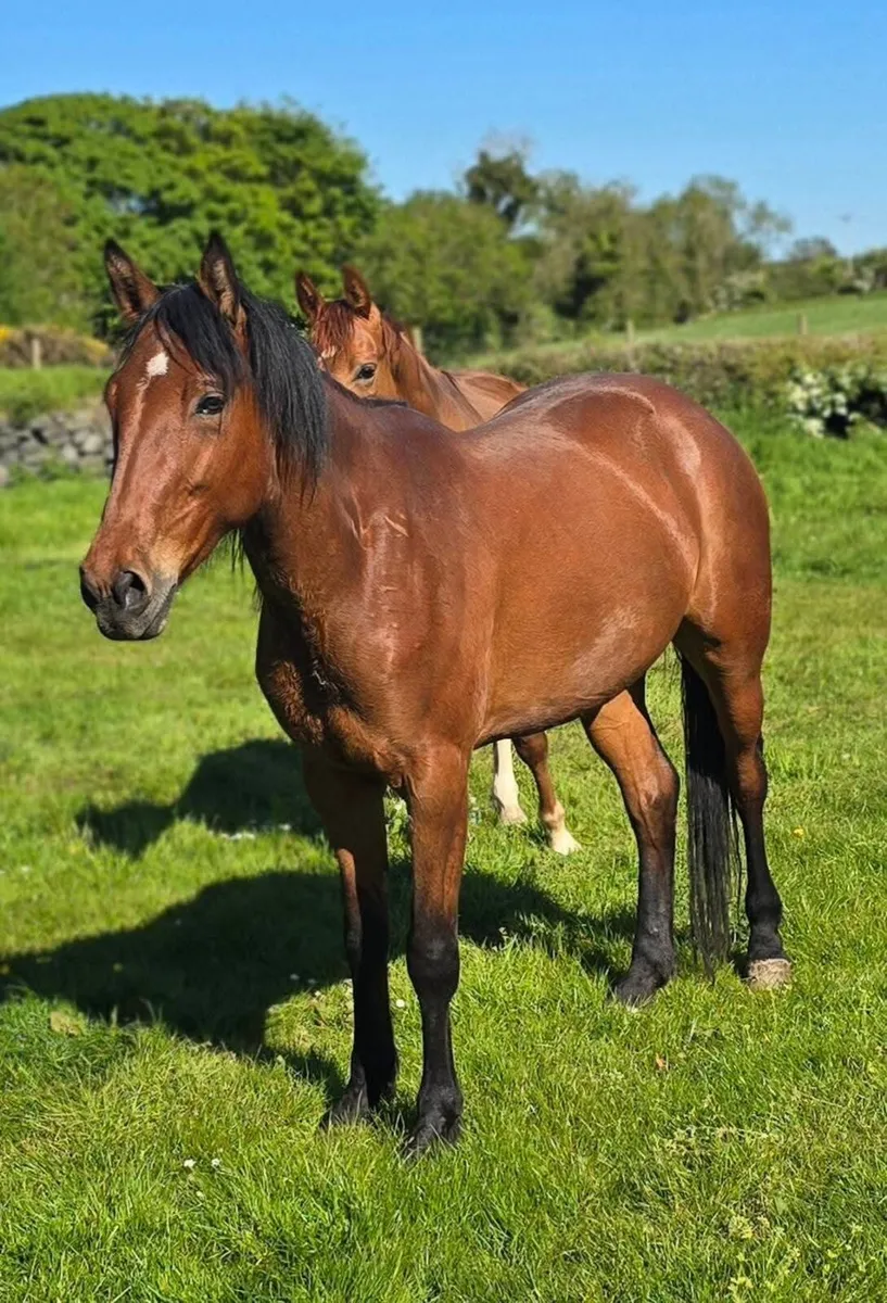 Unbroken 4yr old gelding . Videos available - Image 2