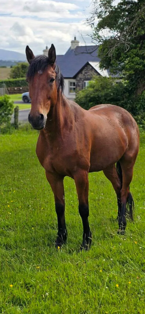 Unbroken 4yr old gelding . Videos available - Image 3