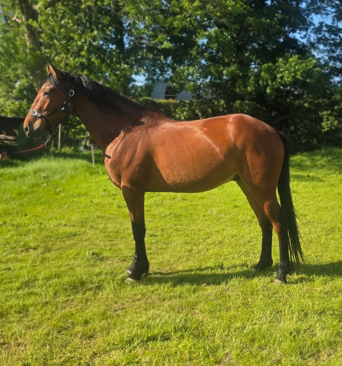 Unbroken 4yr old gelding . Videos available - Image 4