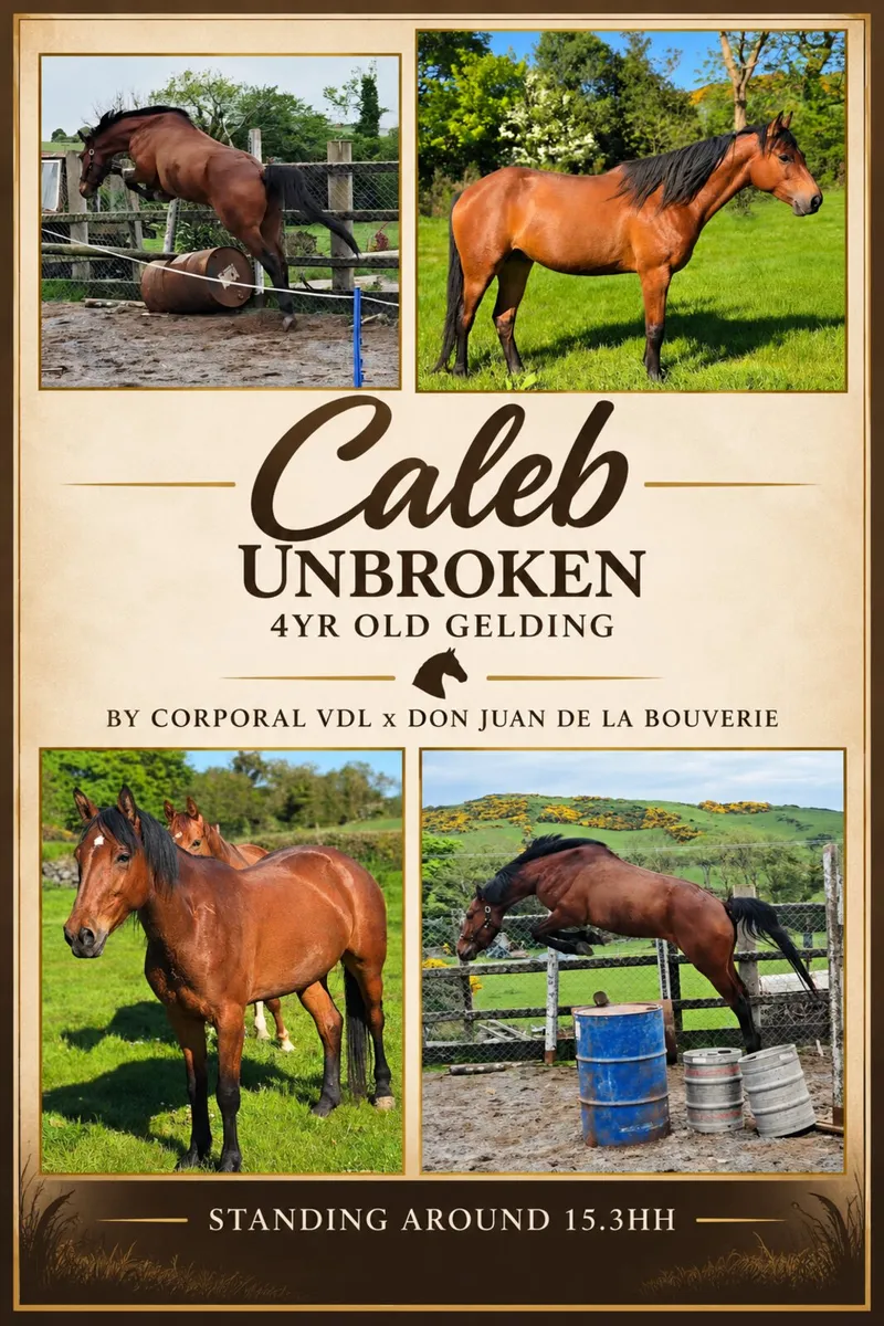 Unbroken 4yr old gelding . Videos available - Image 1