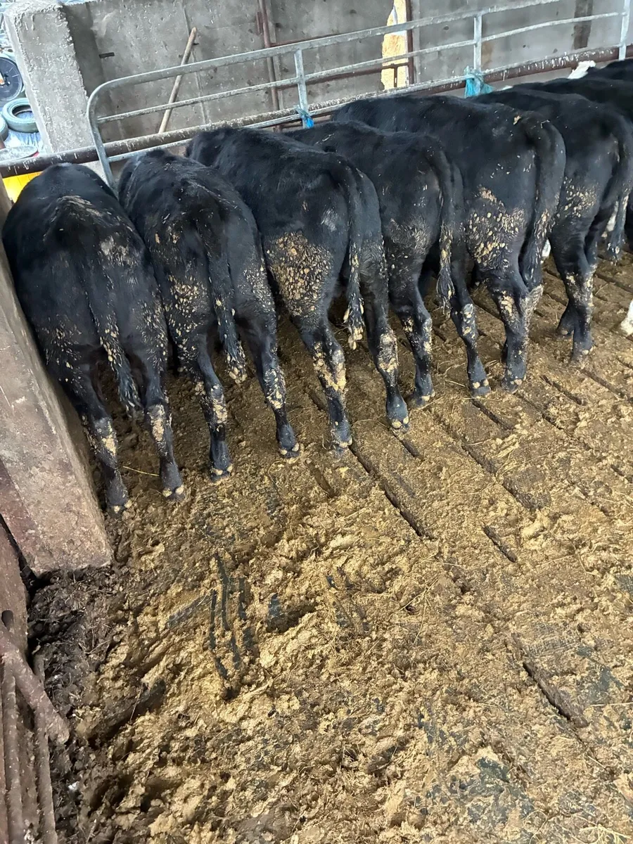 Cattle - Image 4