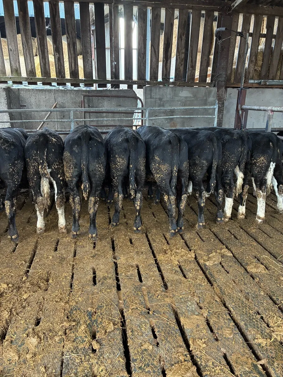Cattle - Image 1