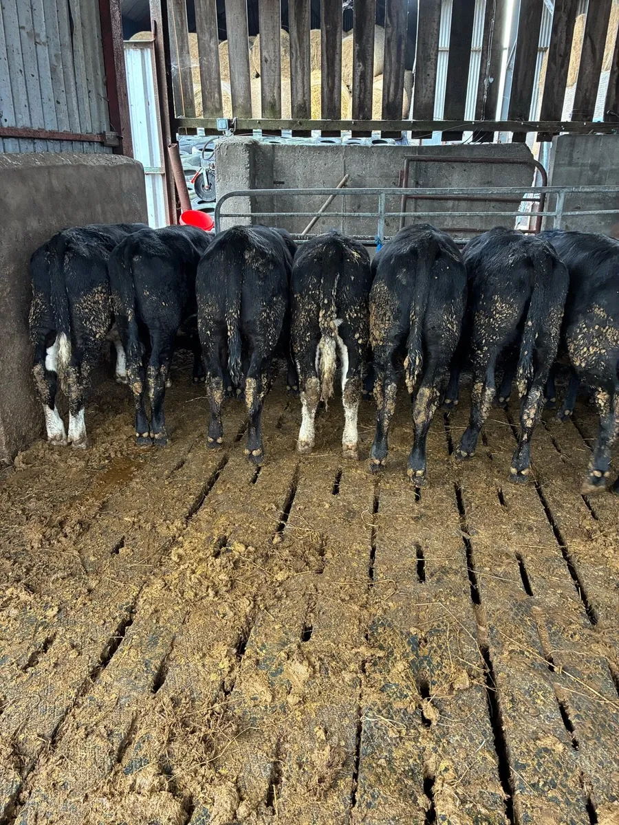 Cattle - Image 2