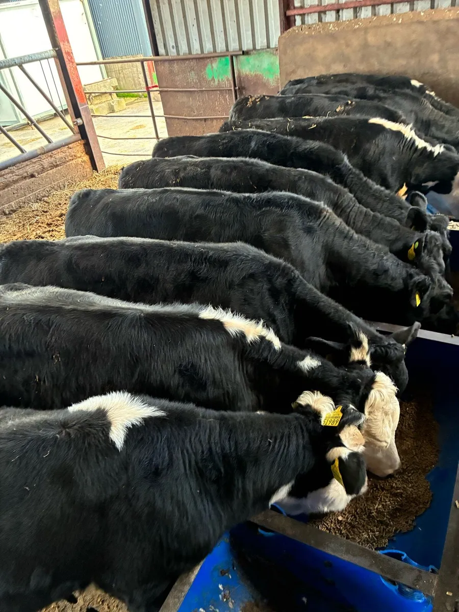 Cattle - Image 3