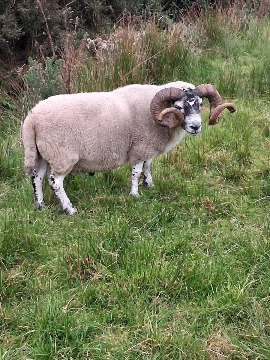 Organic Lanark Ram - Image 1