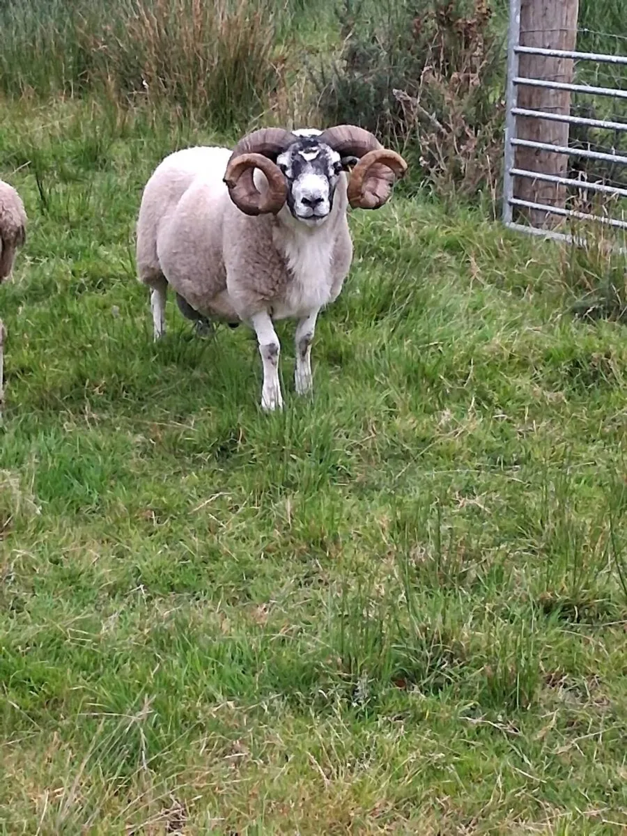 Organic Lanark Ram - Image 4