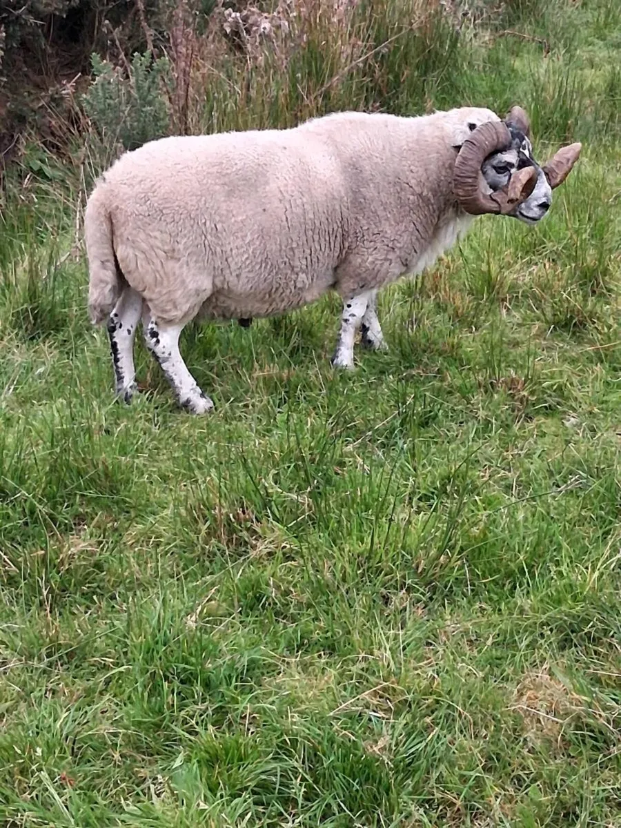 Organic Lanark Ram - Image 2