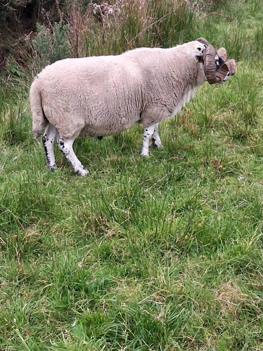 Organic Lanark Ram - Image 3