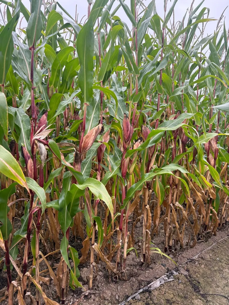 Maize - Image 1