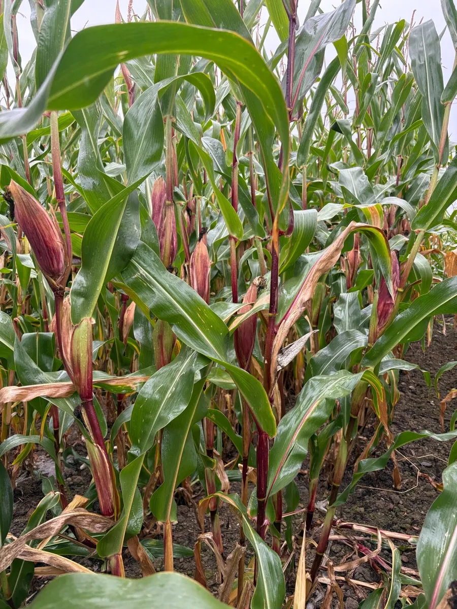 Maize - Image 4