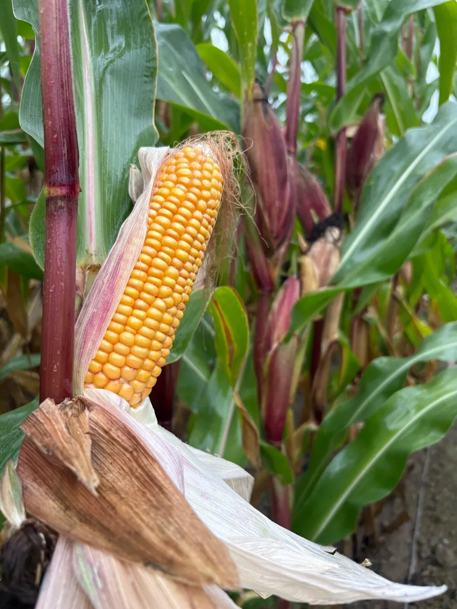 Maize - Image 2