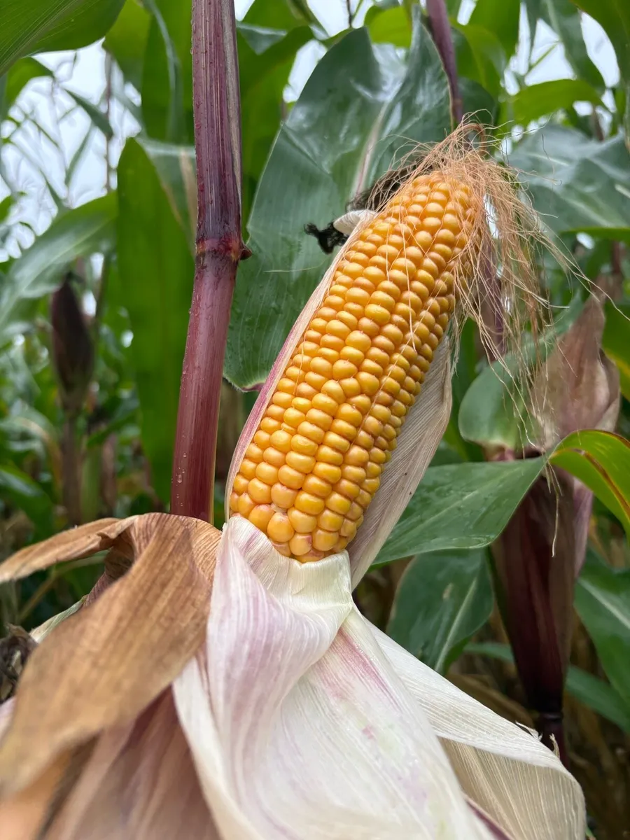 Maize - Image 3