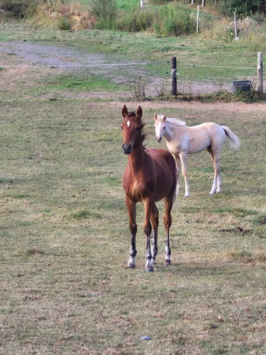 Selection of foals and young stock available - Image 3