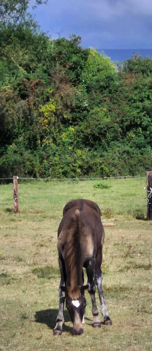 Selection of foals and young stock available - Image 4