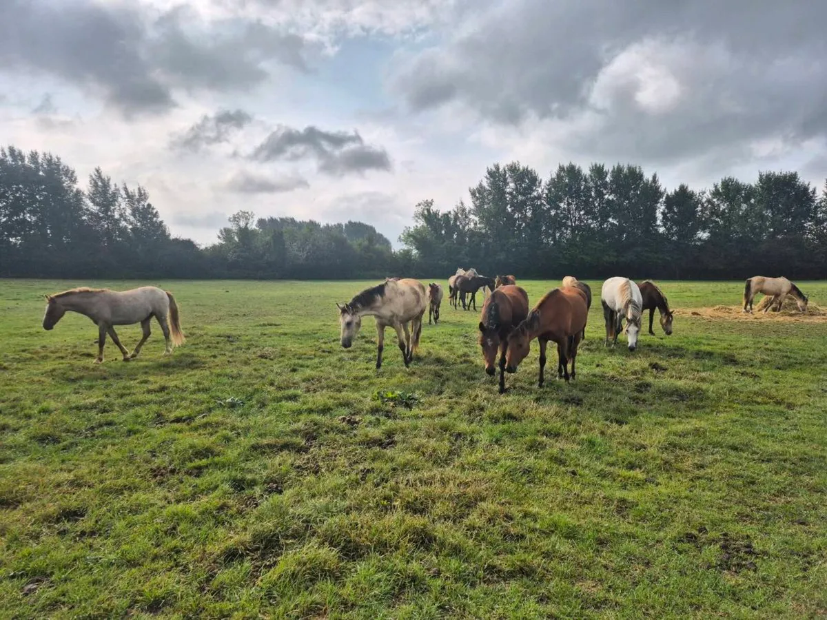 Selection of foals and young stock available - Image 2
